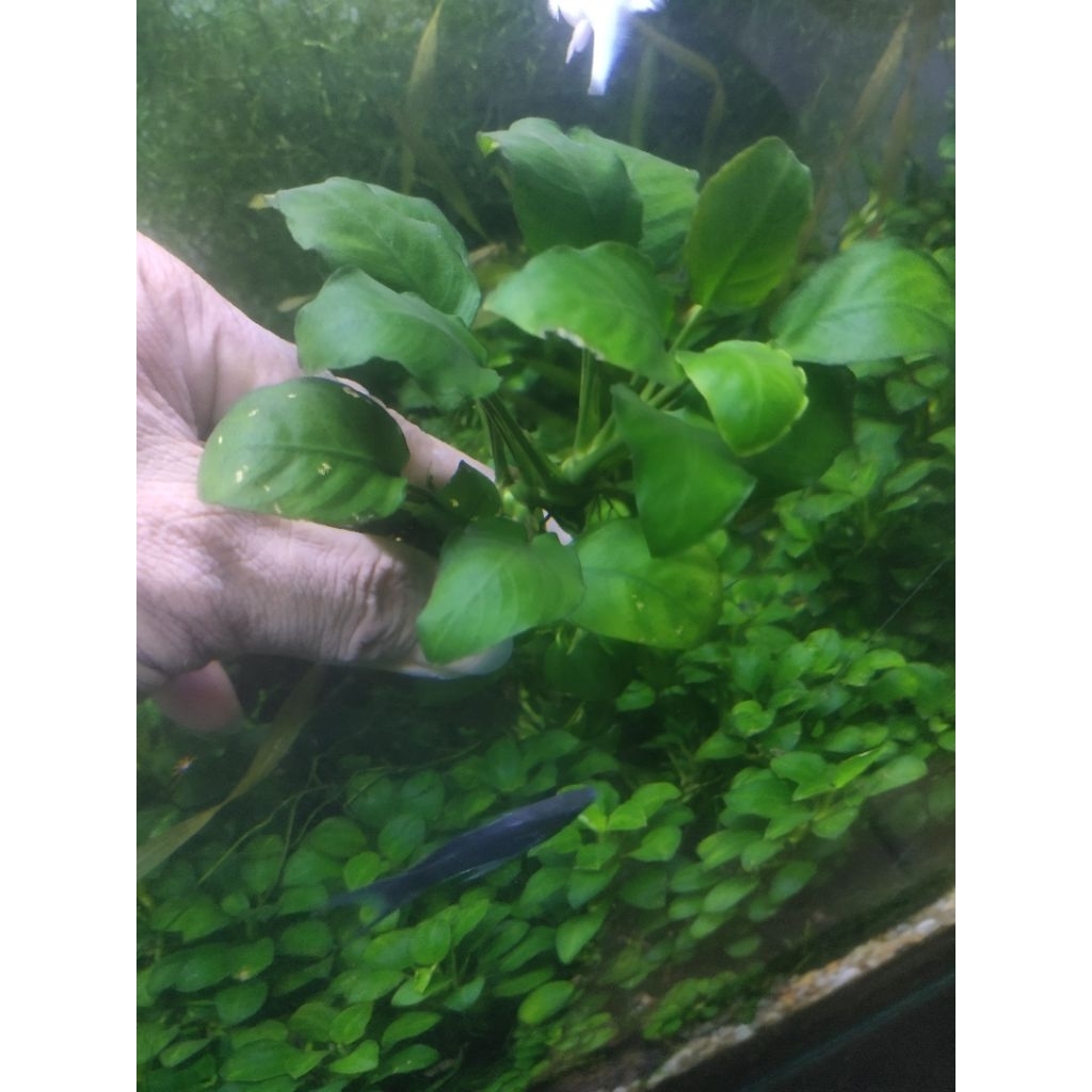 Anubias Nana indukan Jumbo