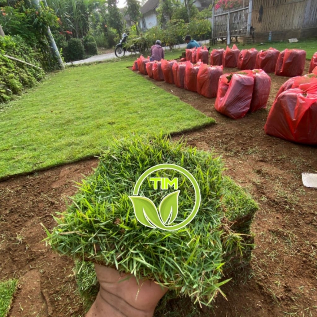 RUMPUT JEPANG | RUMPUT KUBURAN