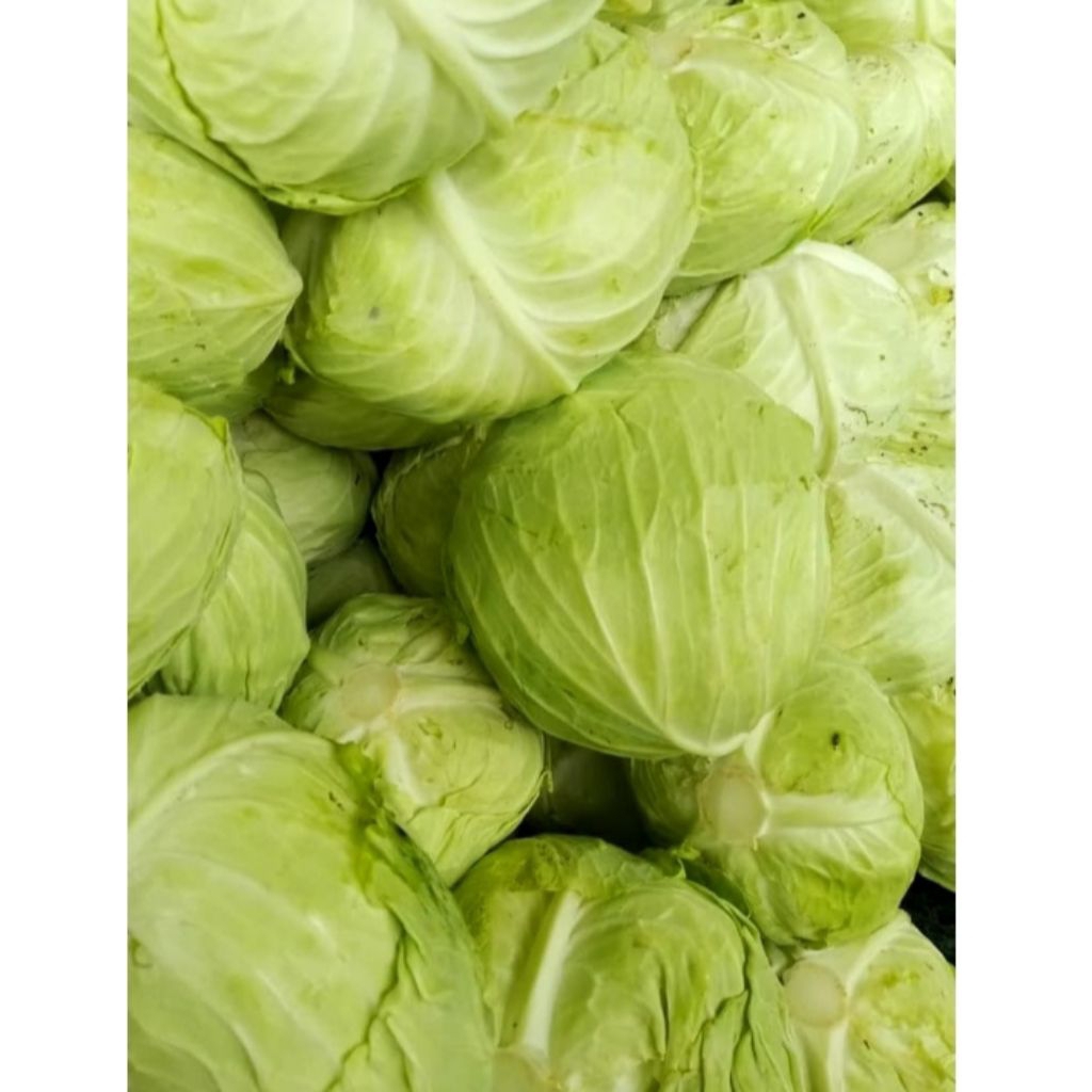 

Gubes fresh berat bersih kurang lebih 700 grm