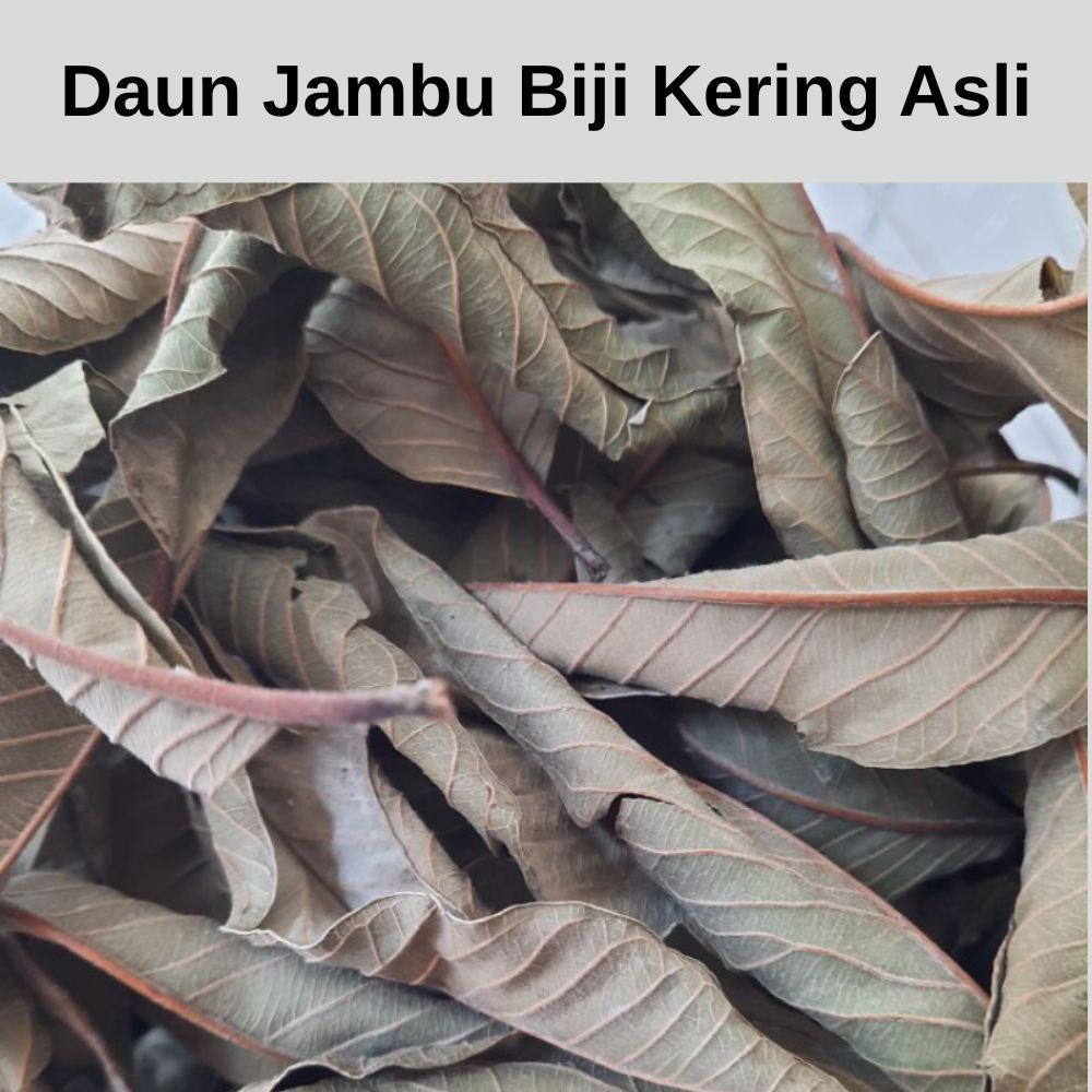 

Daun Jambu Biji Kering Asli Original Berat 100gr