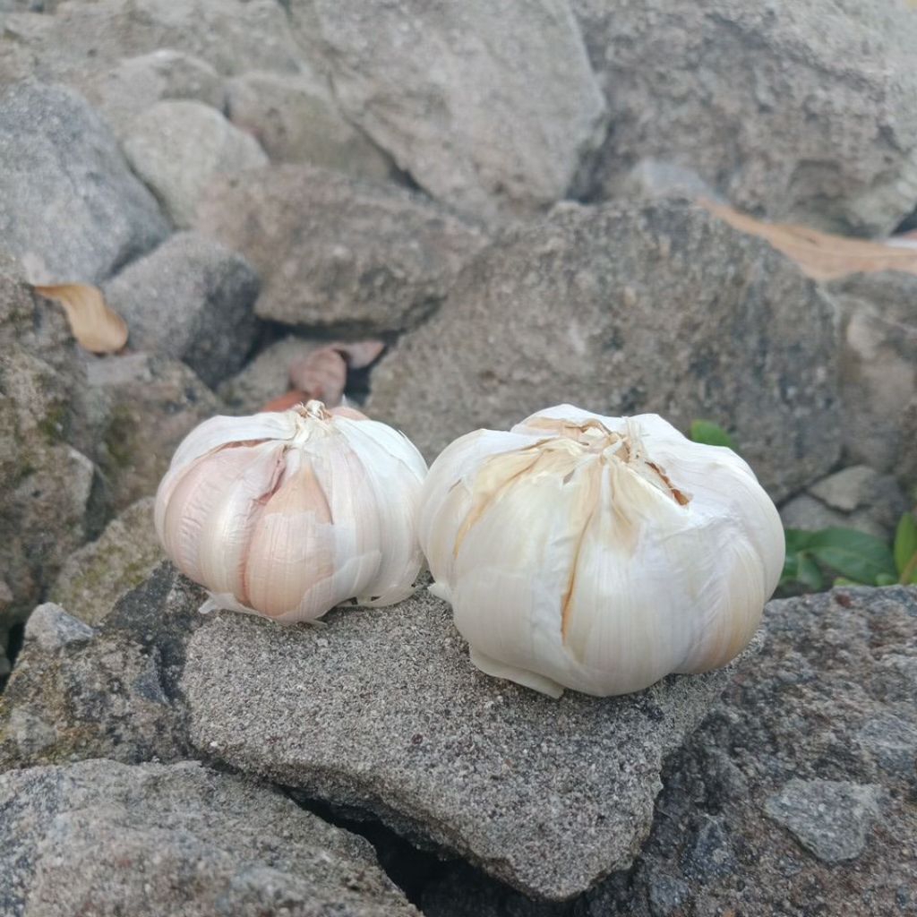 

Bawang putih sinco 250gr