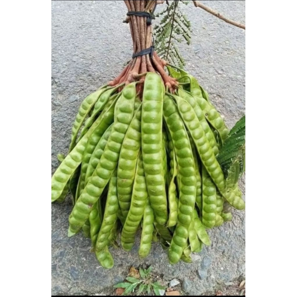 

Pete tua murah 1 papan Rp:8500