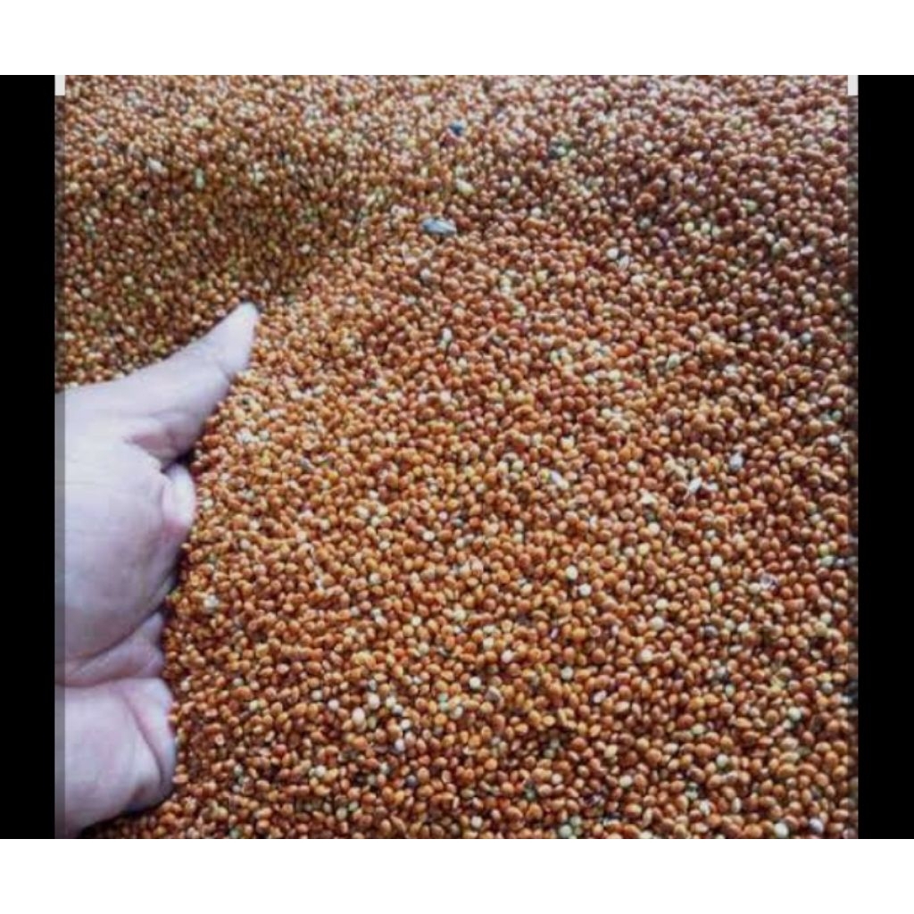 

JIWAWUT / BIJI BIJIAN 1000GRAM