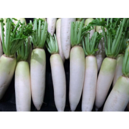 

Lobak Putih Medan Daily Market