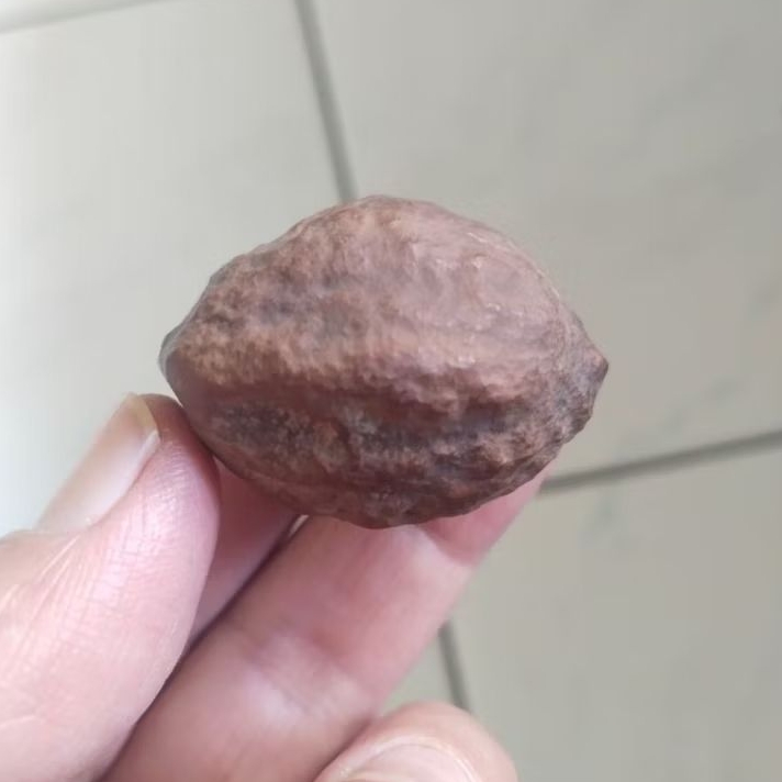 Kemiri Adu Muncang Adu Obral Jalim Si Hulk Ori Batujajar