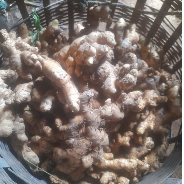 

jahe gajah kualitas super 1kg
