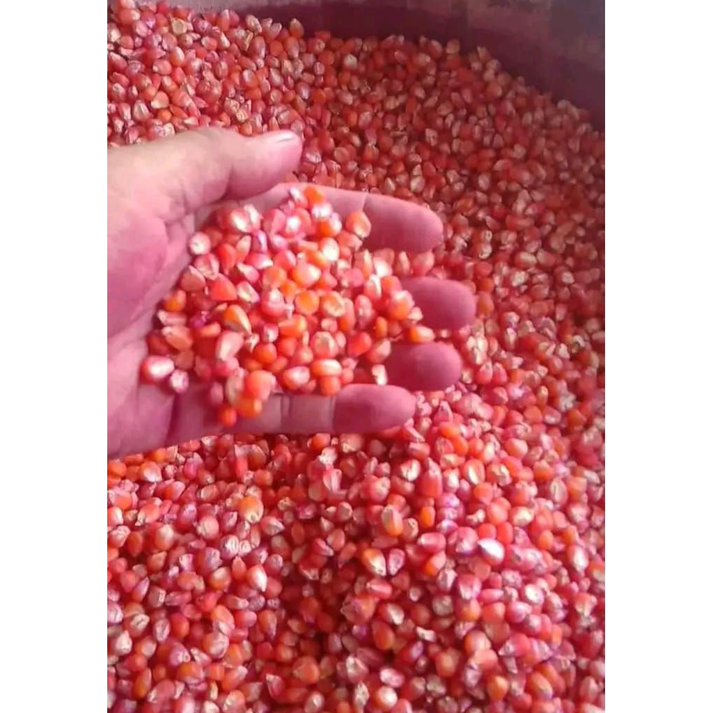 

jagung hibrida siap tanam, /KG