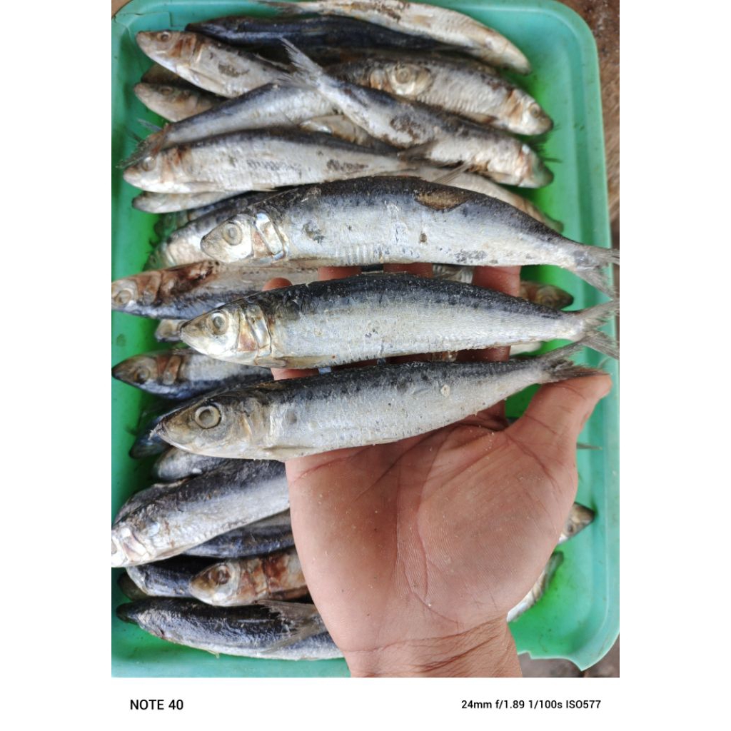 

ikan asin japu siro, japu sedang, ikan asin japu siro sedang, japu lesi, isi 1kg