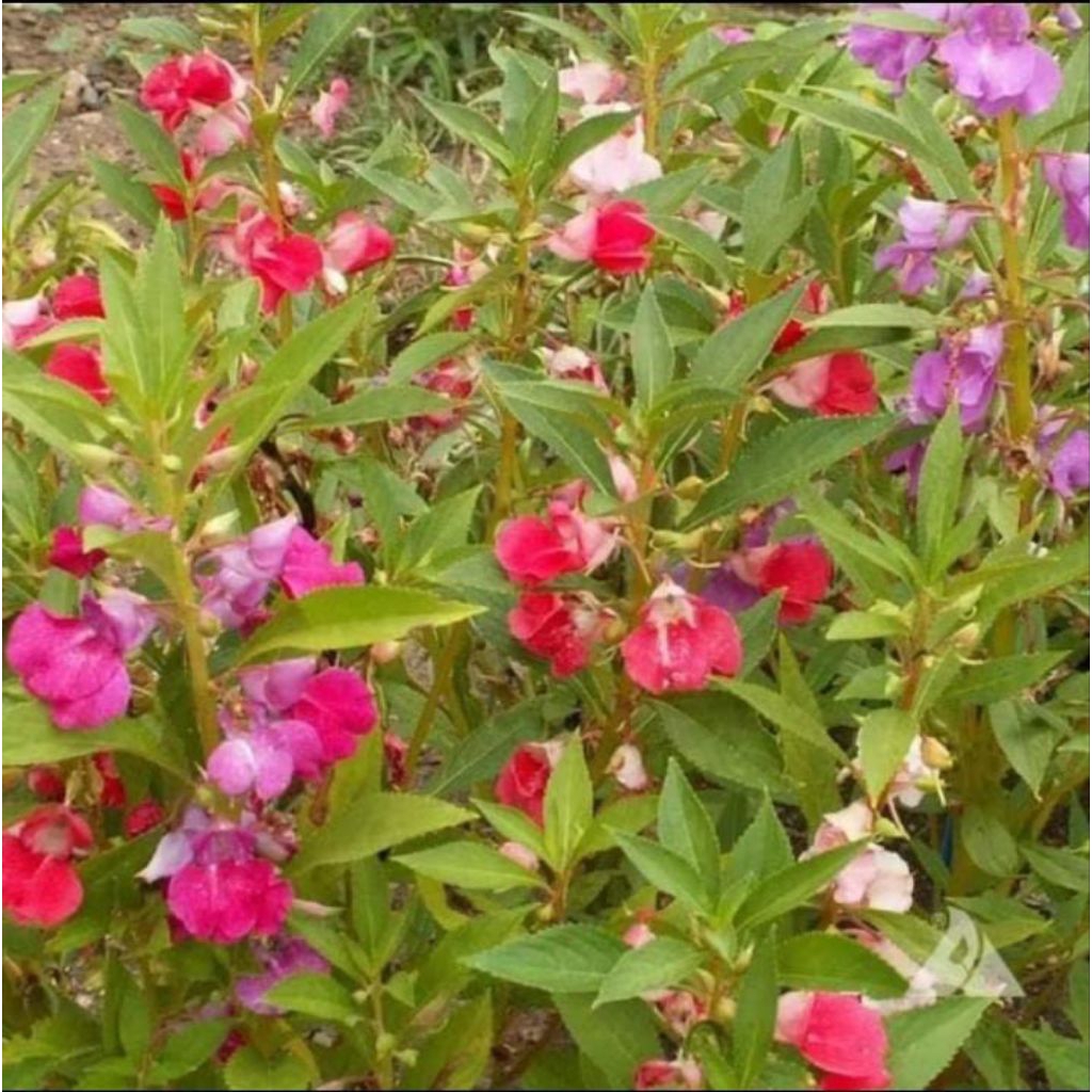 bunga pacar banyu bunga pacar air benih biji bibit 30 biji