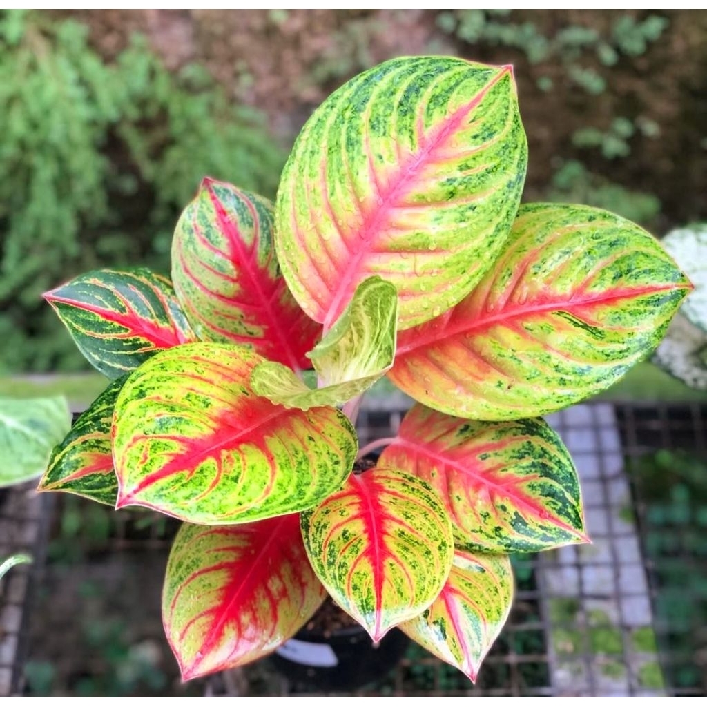 Tanaman Hias Aglonema Andini Bunga Hias Aglonema Aglaonema Andini Murah Merah BUKAN BONGGOL Tanaman 