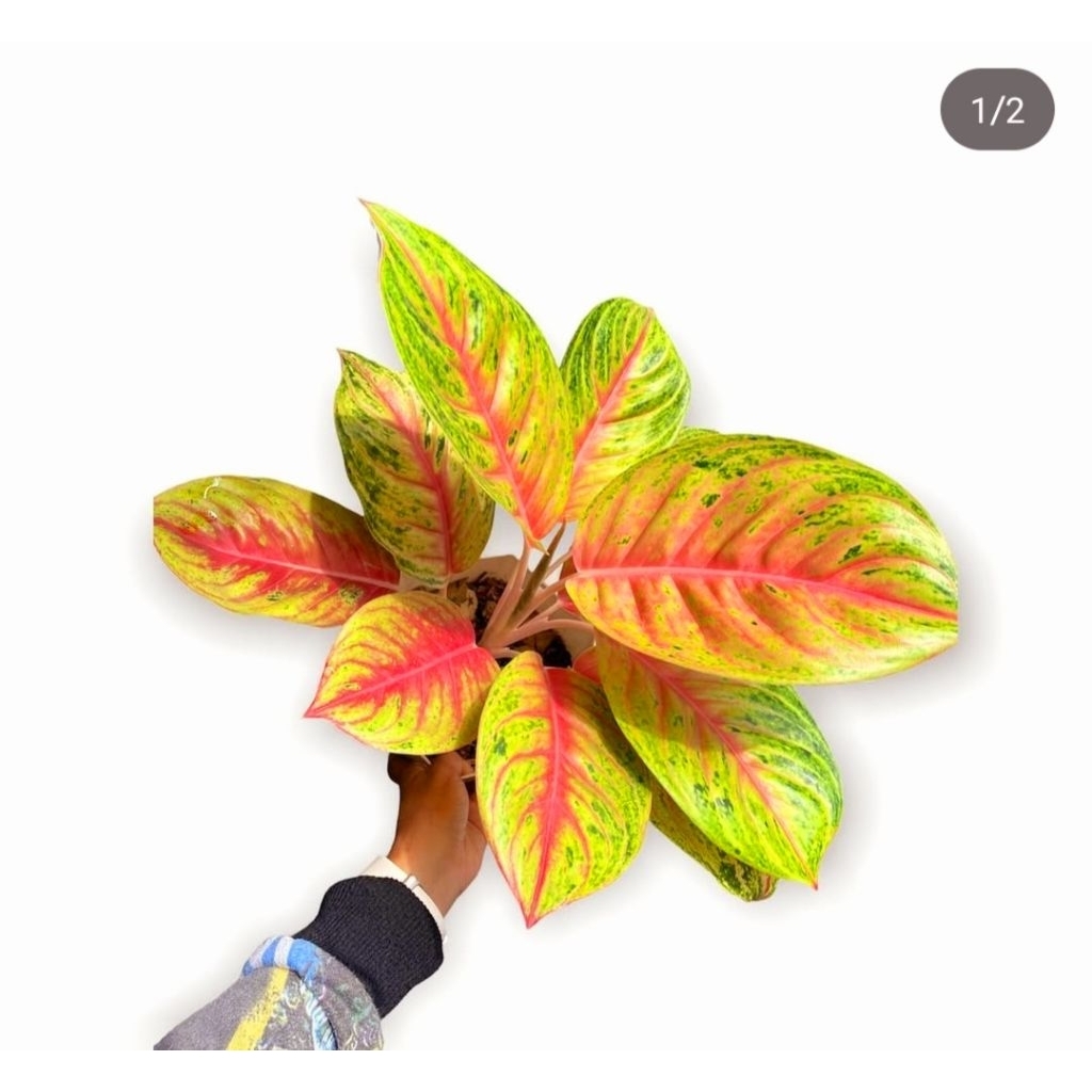 Tanaman Hias Aglonema Andini Bunga Hias Aglonema Aglaonema Andini Murah Merah BUKAN BONGGOL Tanaman 