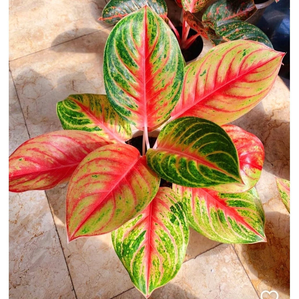 Tanaman Hias Aglonema Andini Bunga Hias Aglonema Aglaonema Andini Murah Merah BUKAN BONGGOL Tanaman 