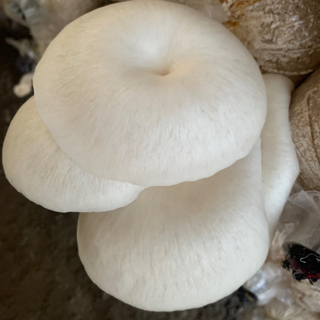 

Baglog Jamur Tiram Super Siap Tumbuh Grade A Premium | Baglog Besar