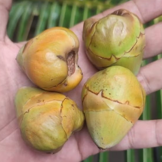 

1kg Isi 30-40 Biji Bluluk Mini Pentil Kelapa Muda Kecil Fresh Superan Bluruk Tembuluk Obat Herbal Jamu Diabetes Cengkir Beluluk Segar