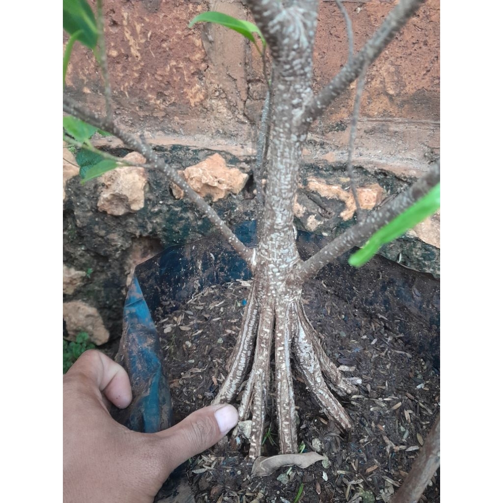 BAHAN BONSAI KIMENG PECAH BATANG UKURAN MAME