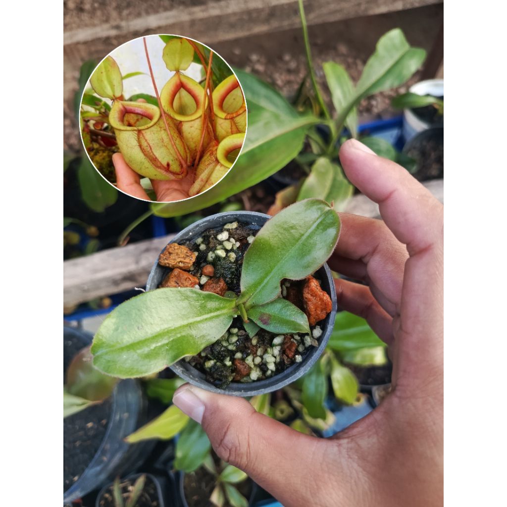 

Nepenthes globosa x ampullaria hijau