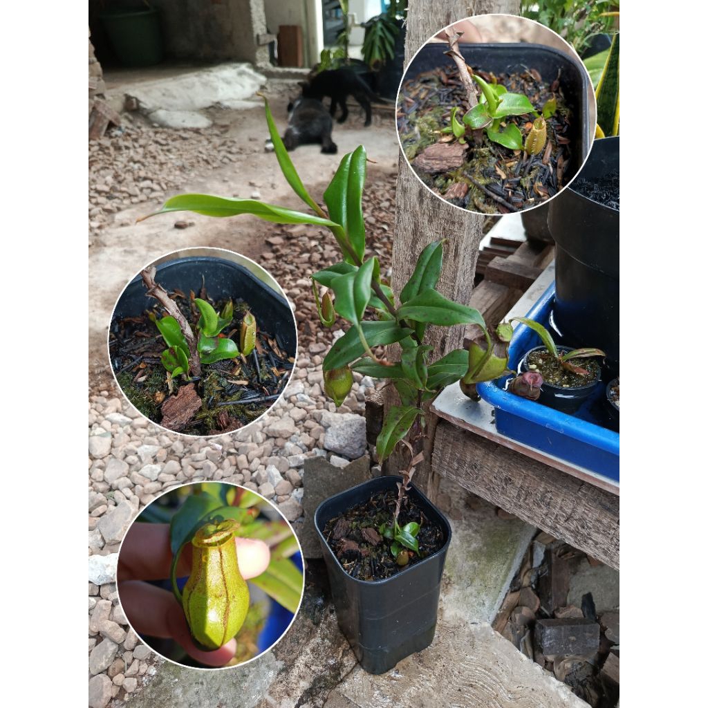 

BIG PLANT! Nepenthes gracillis squad