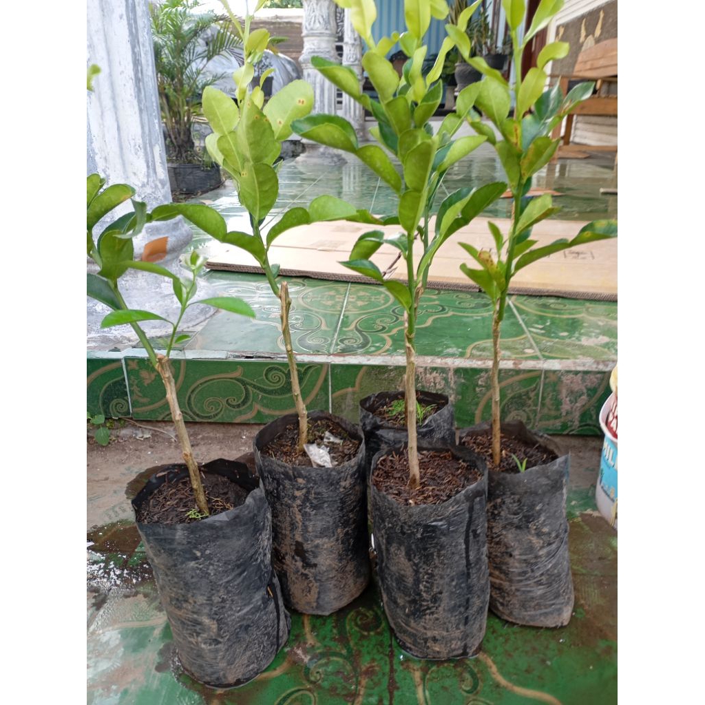 

COD jeruk purut okulasi/tempel/sambung termurah