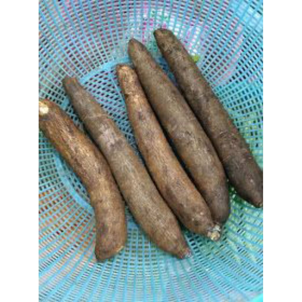 

singkong mentega 1 kg