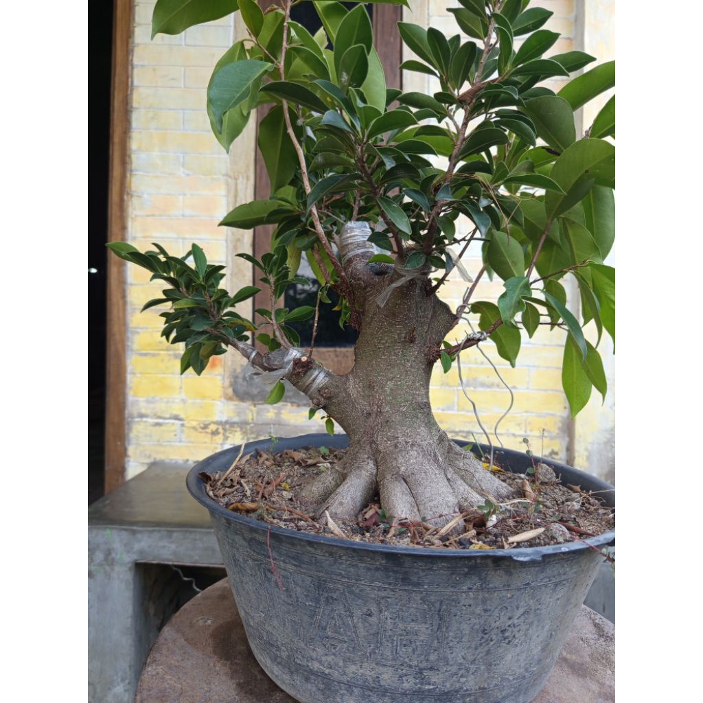 Iprik/Preh Bogel Prokar, Realpict