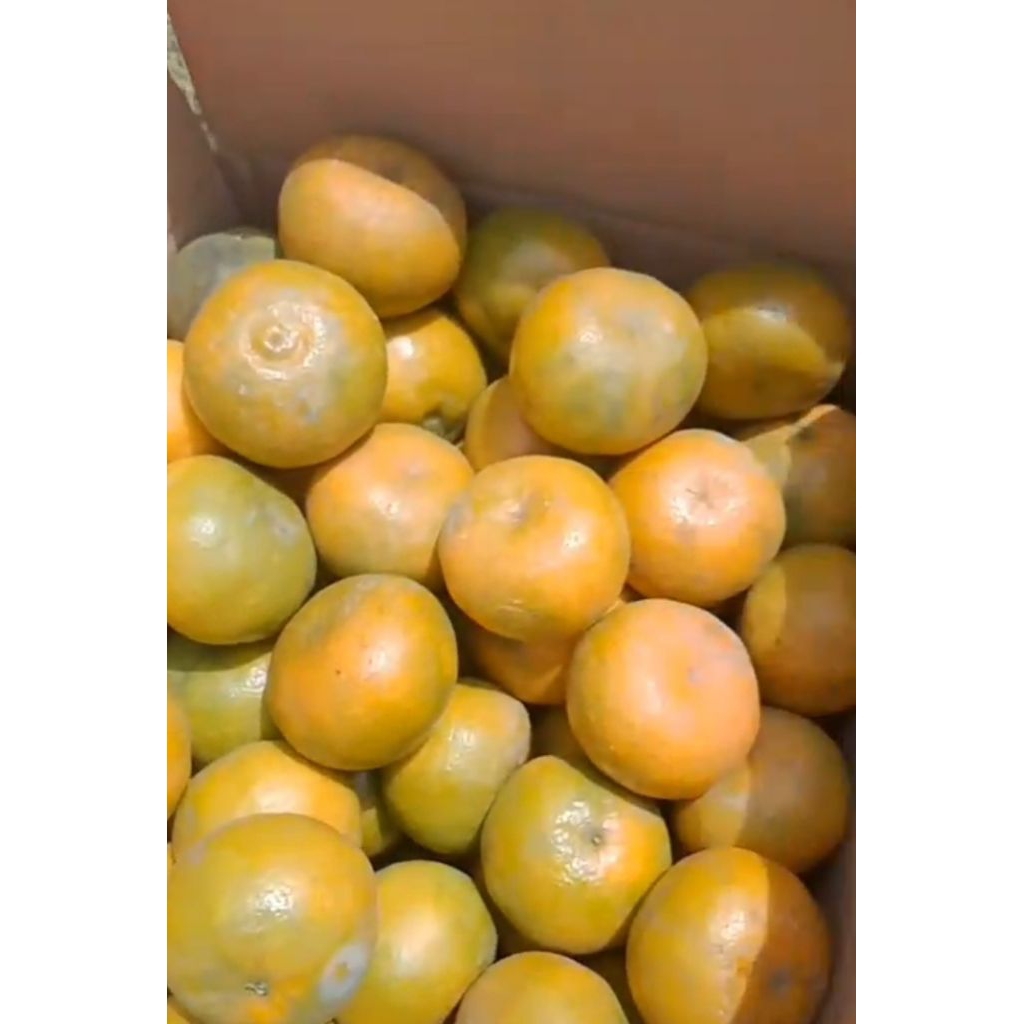 

Jeruk Medan Brastagi Manis Harga 1kg