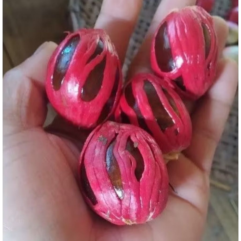 

Pala utuh 500g 20000