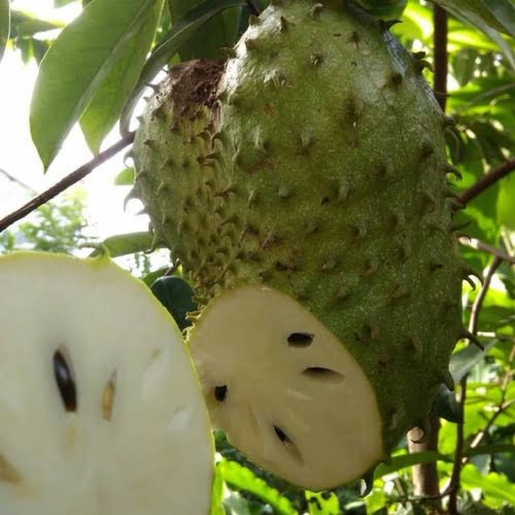 Bibit sirsak madu cangkok cepat buah