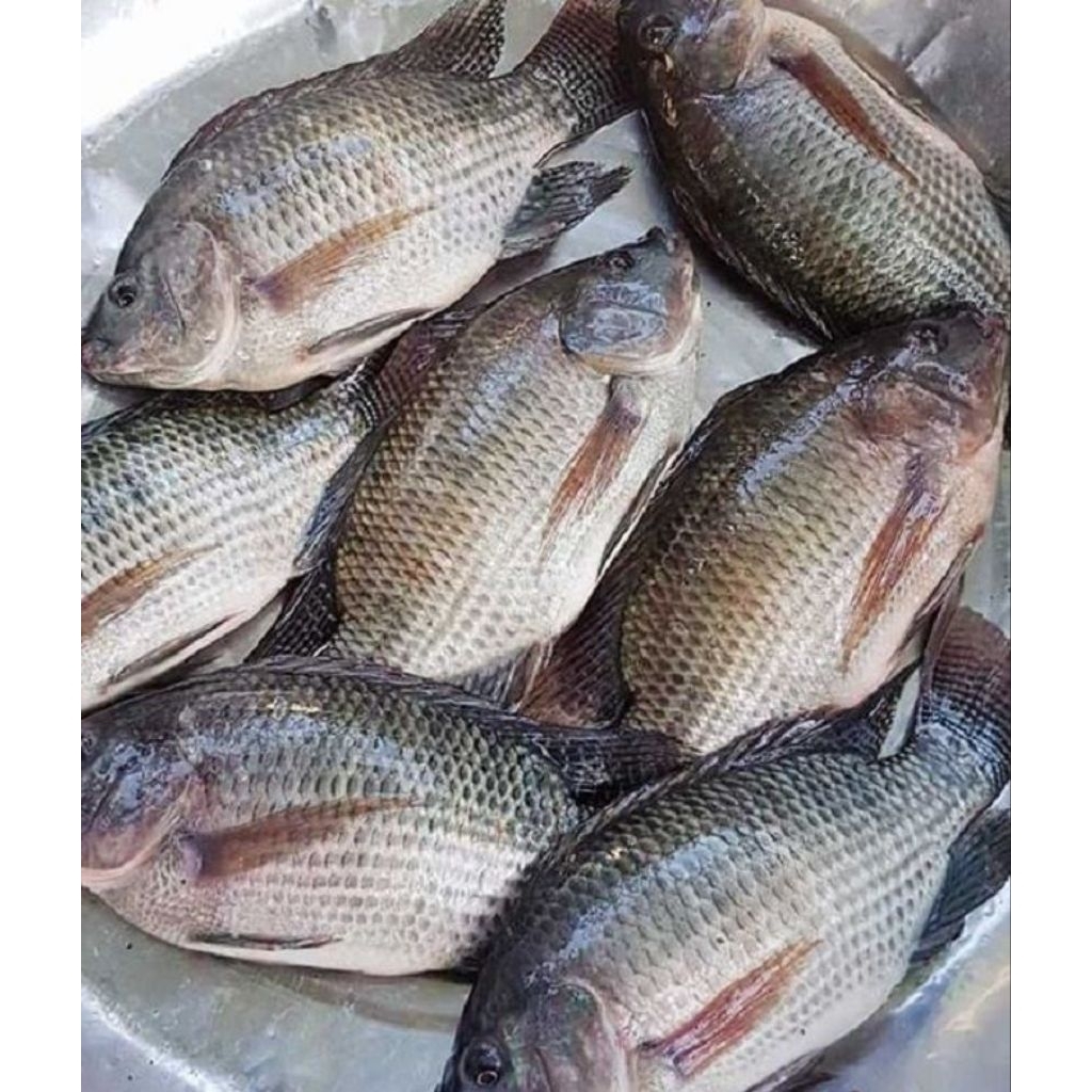 

1kg ikan mujaer segar - surabaya