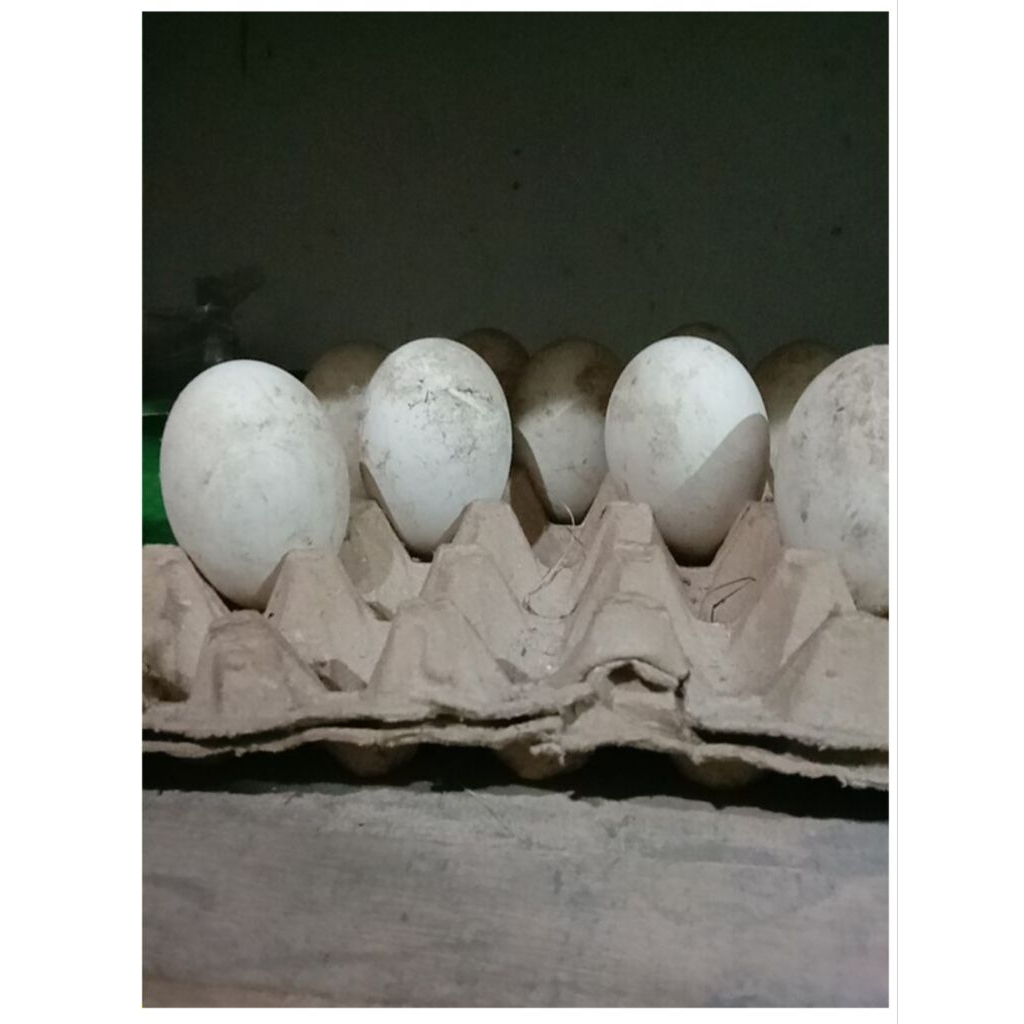 

TELOR ANGSA/BANYAK-CALANG/ BONOR PER 1pcs