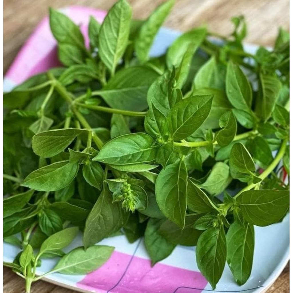 

1 ikat daun kemangi fresh - surabaya