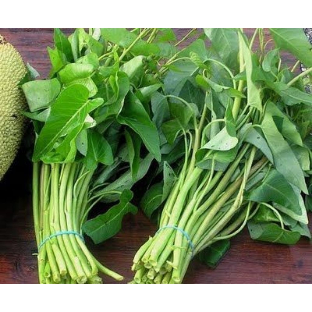 

sayur kangkung fresh - Surabaya