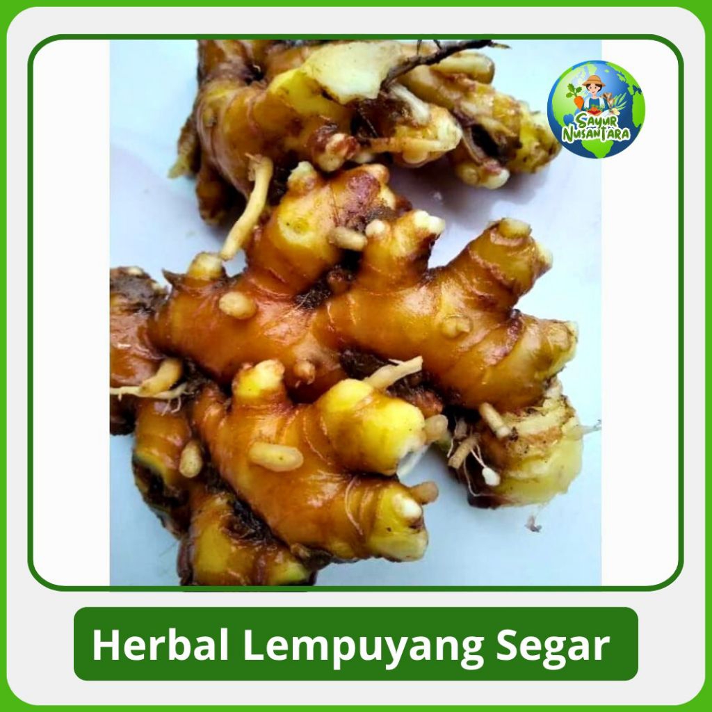 

Herbal Anti Kanker LEMPUYANG Segar [1.000g] Murah COD