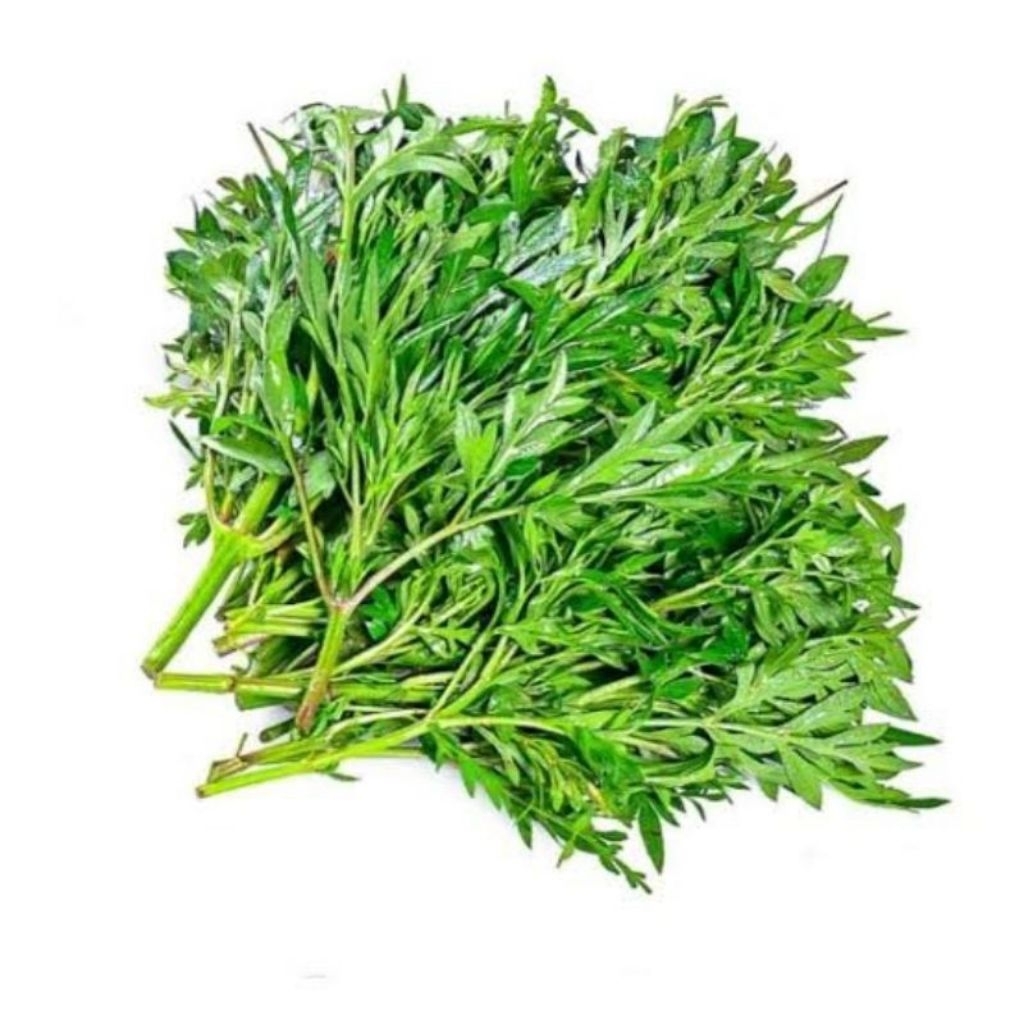 

Daun Kenikir Segar - Aroma Khas & Kaya Anti Oksidan