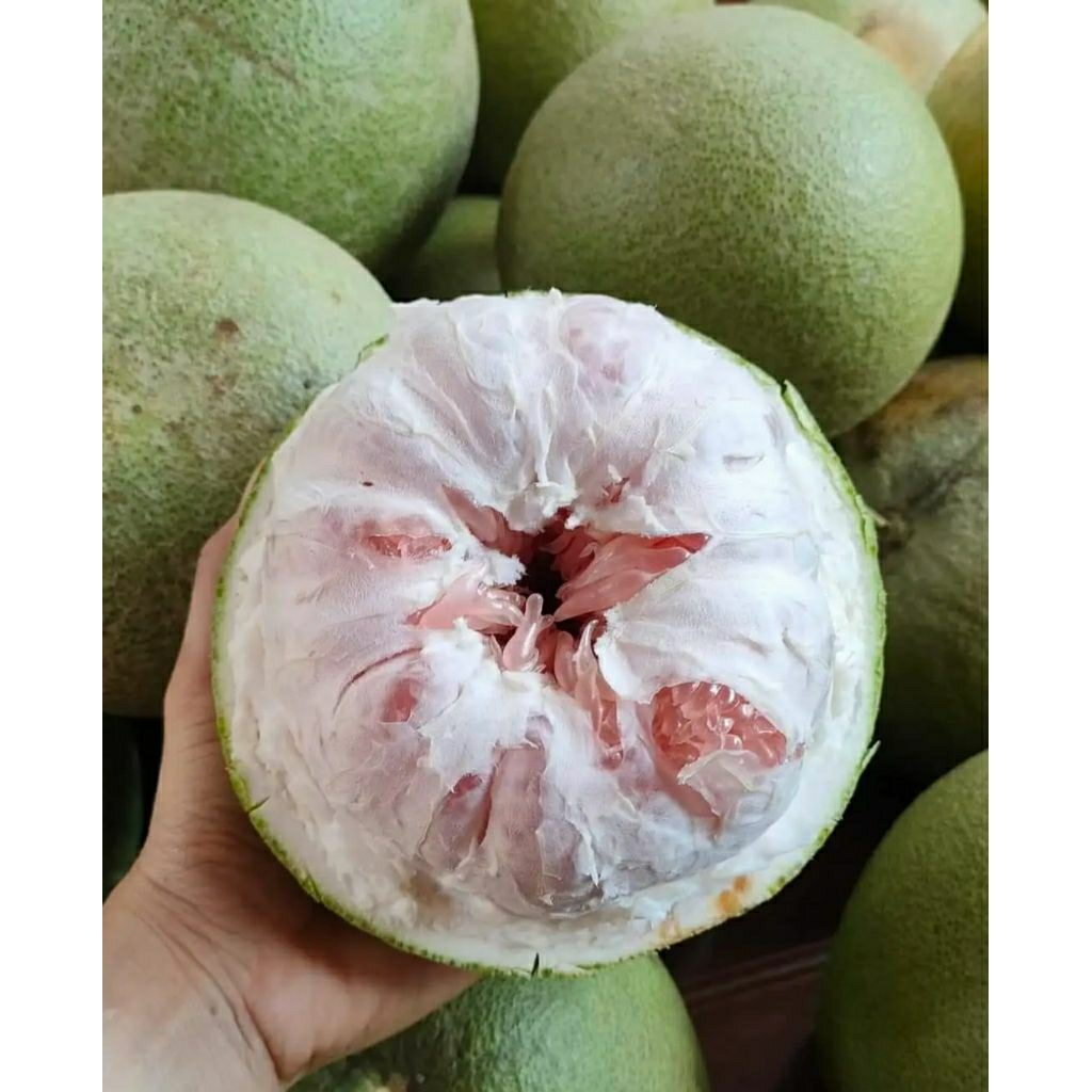 

Jeruk Pamelo Madu Muria / Jeruk Bali Fresh 1Kg