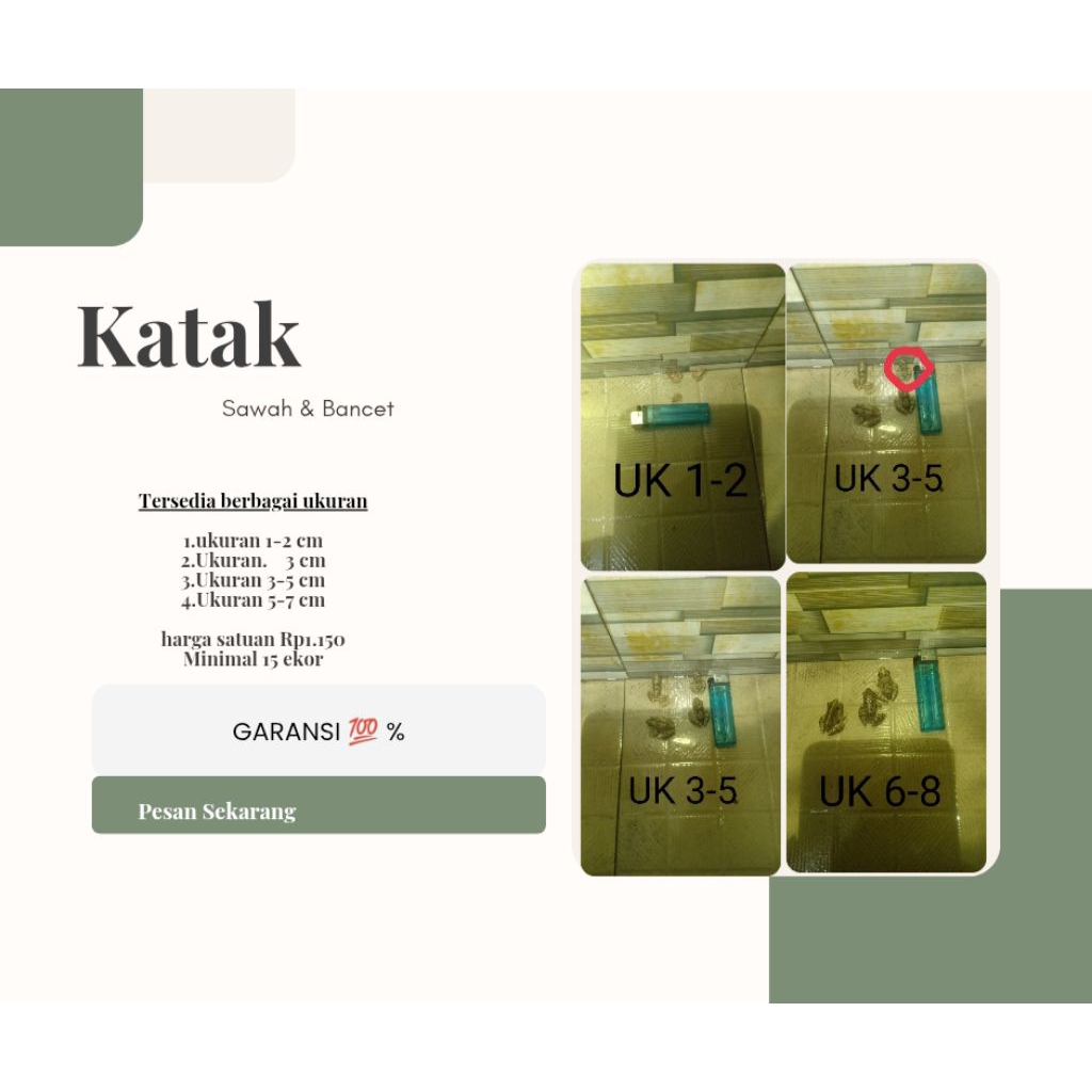 Makanan ikan katak sawah