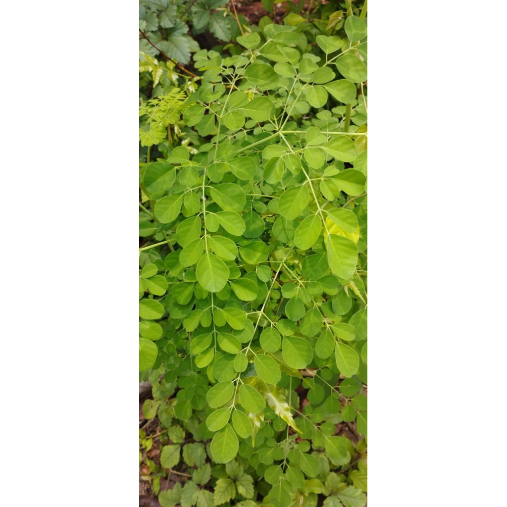 

Daun kelor segar 1kg