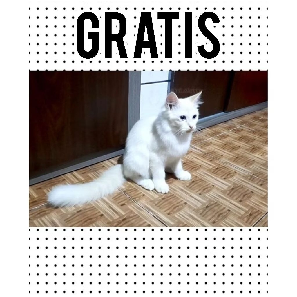 KUCING GRATIS | Kucing Ras Himalaya Mix | Kitten murah | Jual anak kucing | Jual kucing himalaya | J