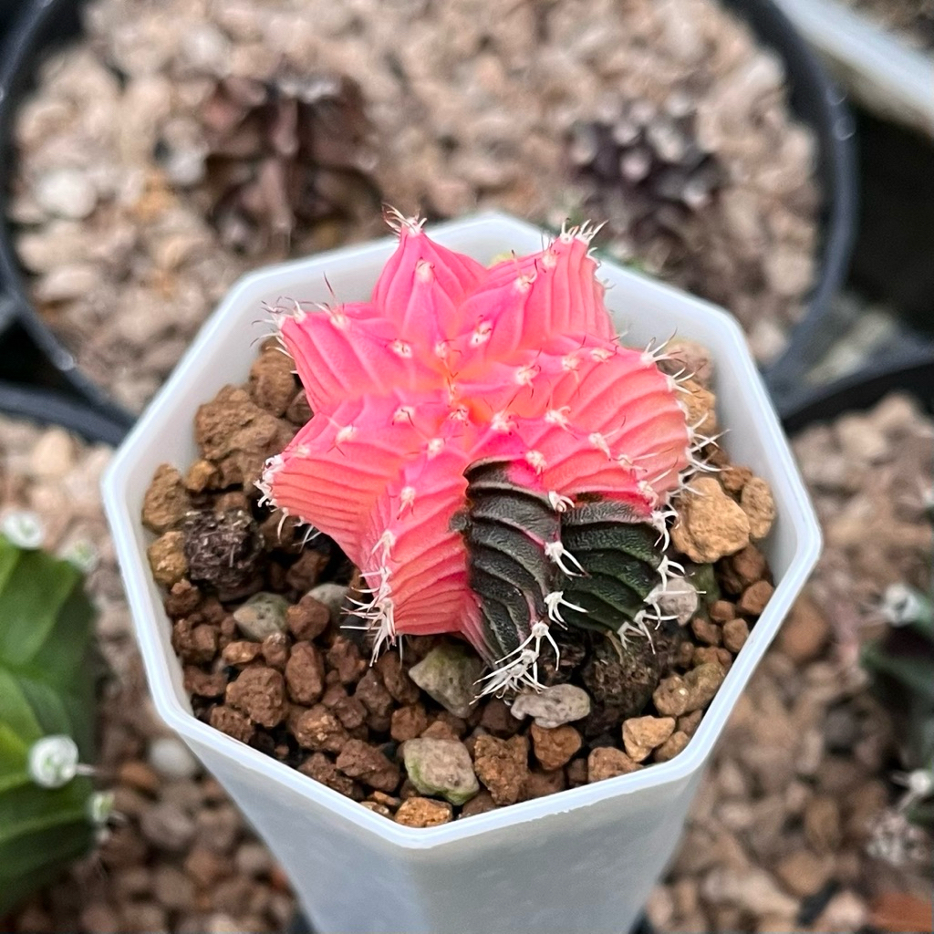 Kaktus Gymno Variegata