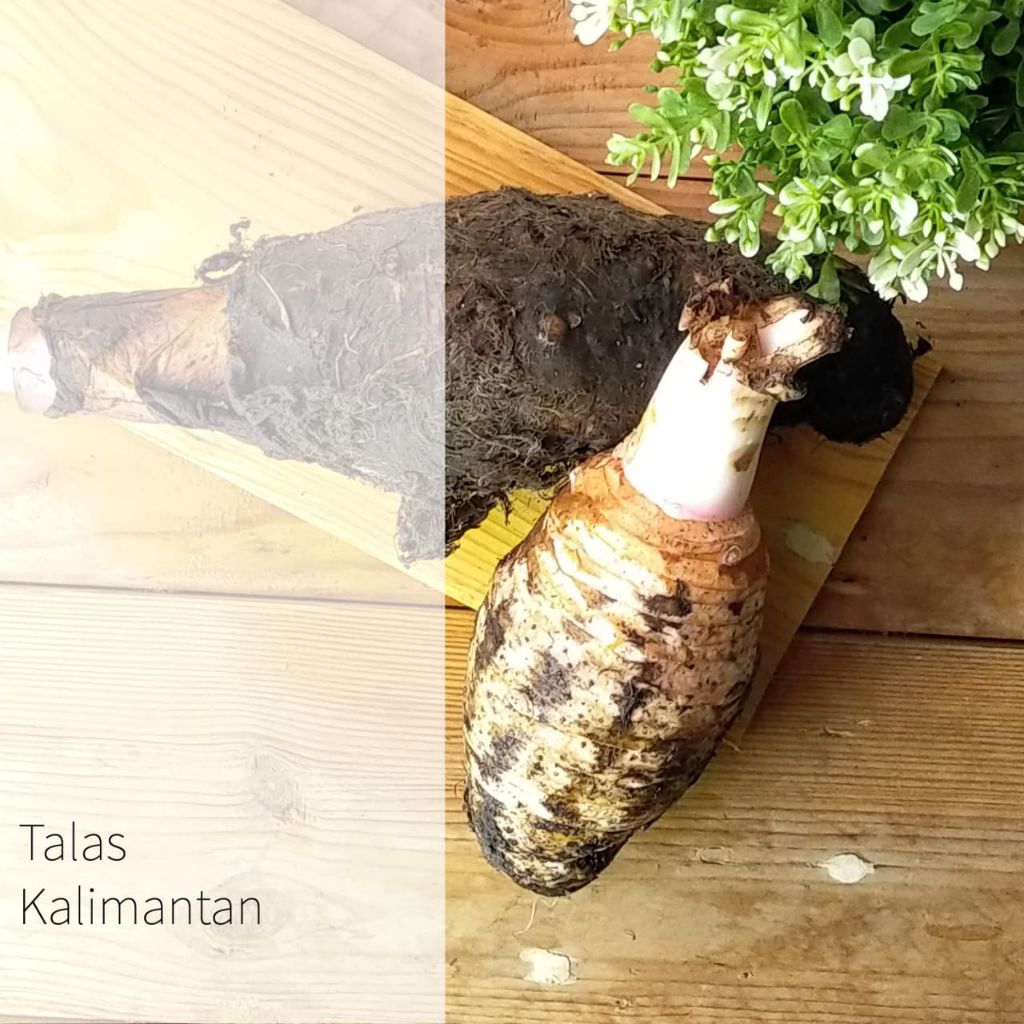 

talas kalimantan