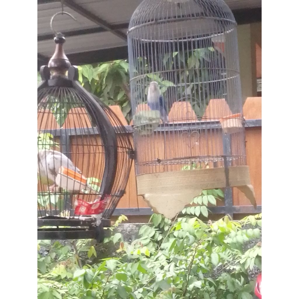 Materi love bird betina Buat Gantangan atauMasrlteran warna violet FC ltrah biola