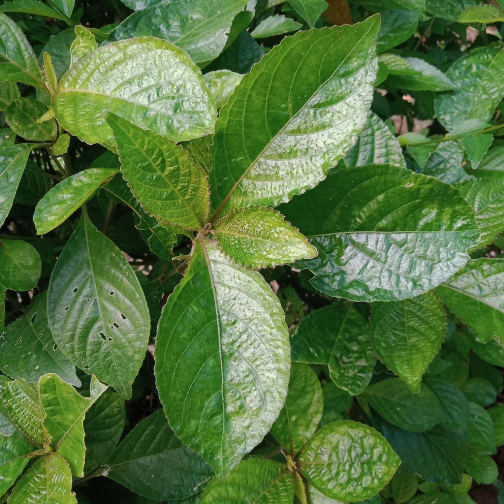 

DAUN KEJI BELING / PECAH BELING 500 GRAM