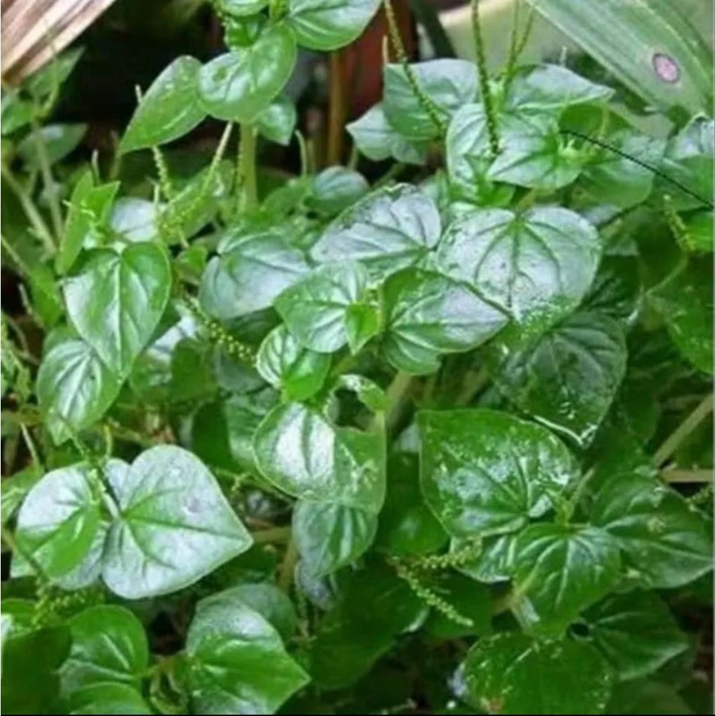 

Daun sirih cina segar atau ketumpang air 250g Rp:12500