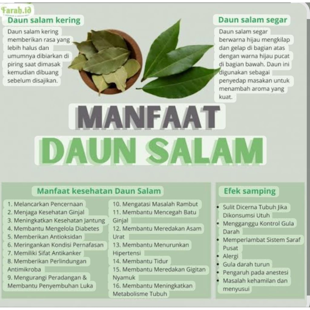 

Daun Salam Segar / Tanaman Herbal / Daun seduh / Rempah2 50 lembar