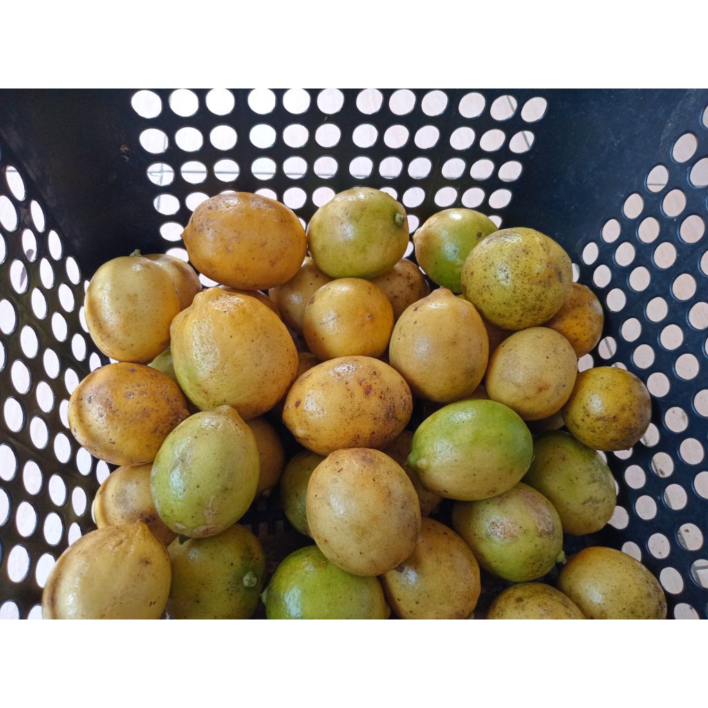 

1.kg jeruk lemon lokal frees langsung petikk dari kebun 1.kg isi(10/12/14)