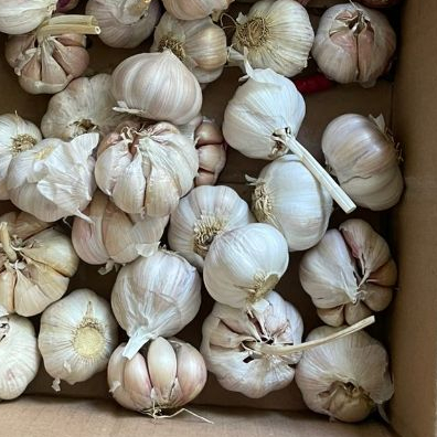 

bawang putih 1kg murah