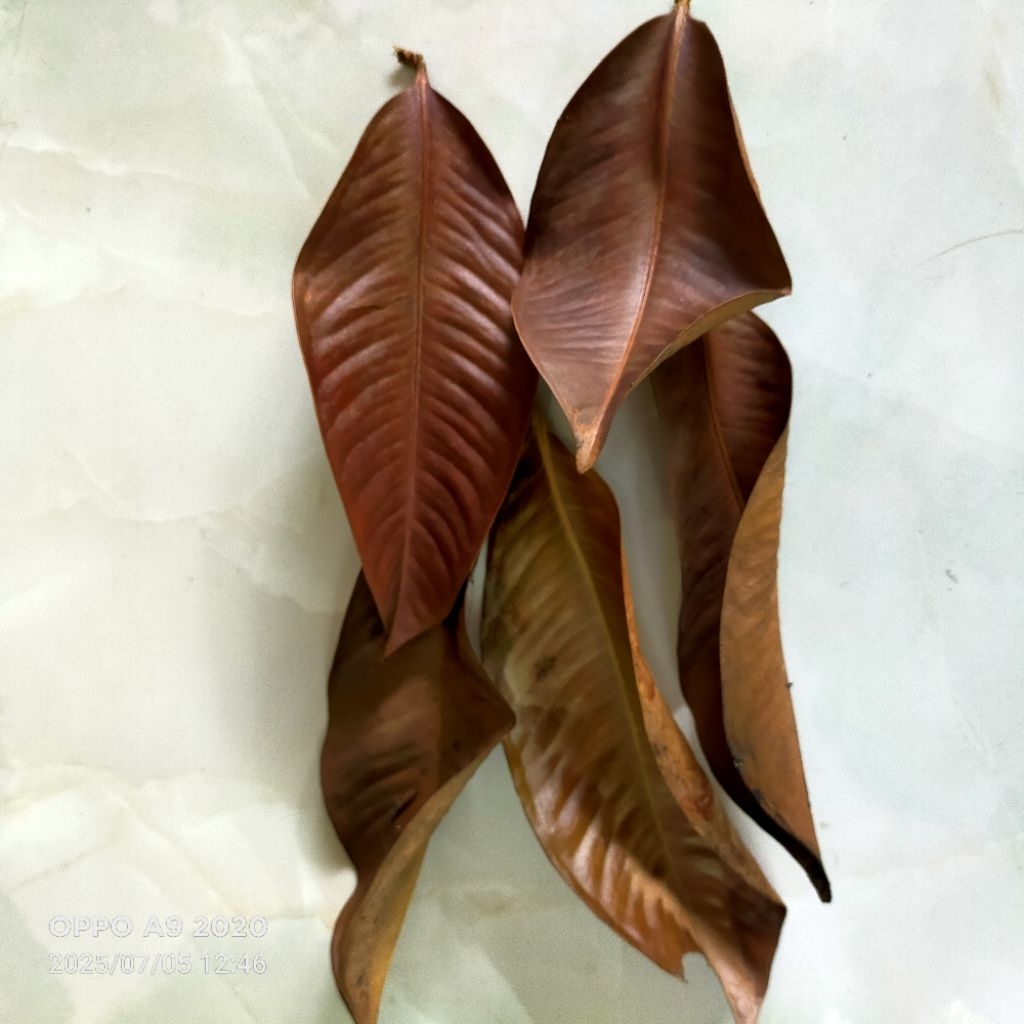 

Daun manggis kering