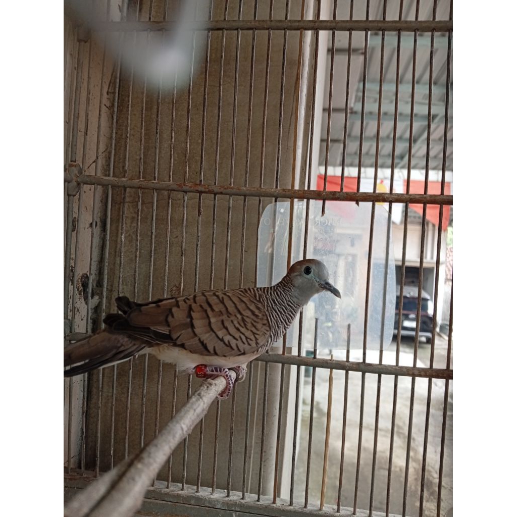 Perkutut BANGKOK BETINA siap Ternak/buat pancingan jantan GACOR,KUNG BESAR