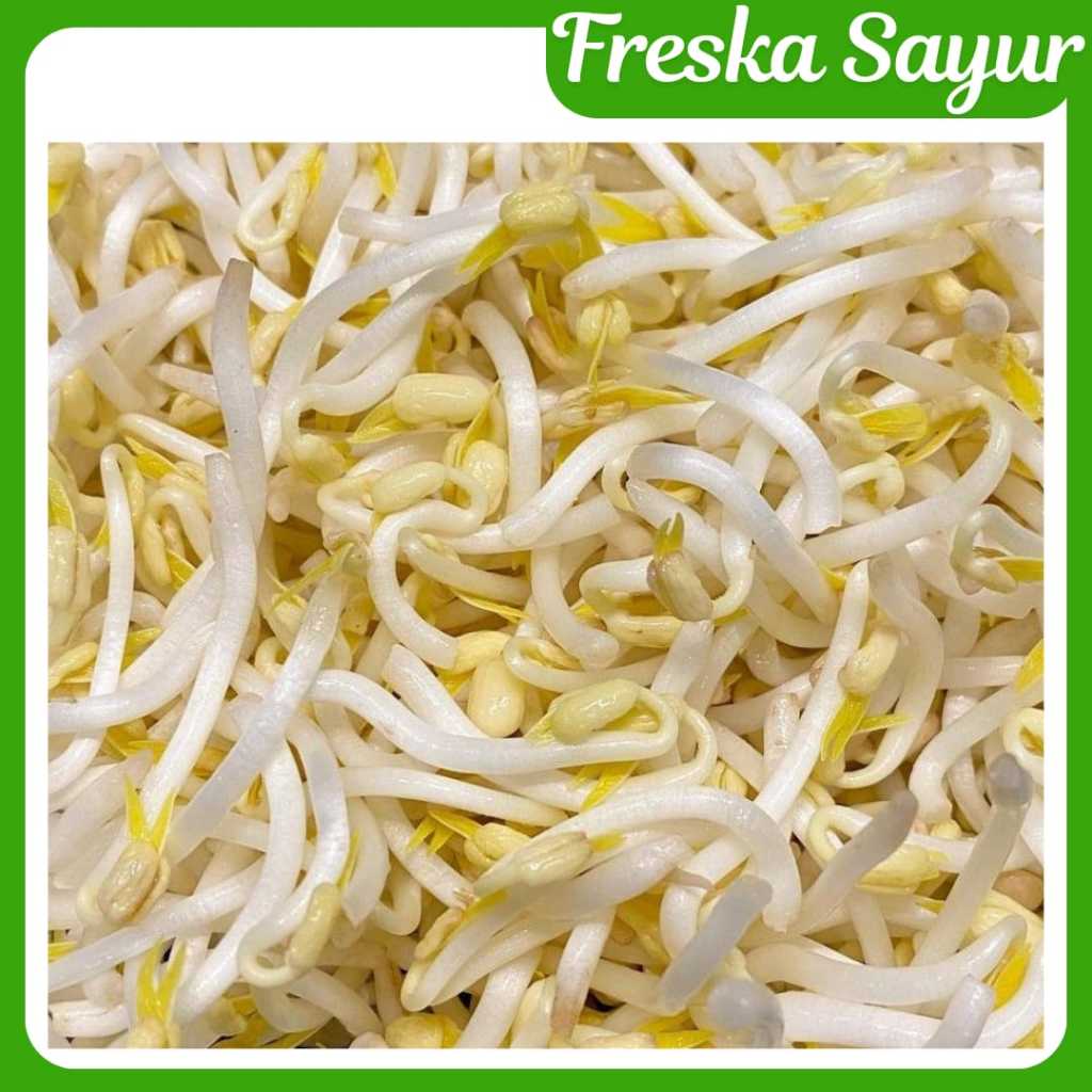 

Toge Segar 500 gr | Tauge | Kecambah