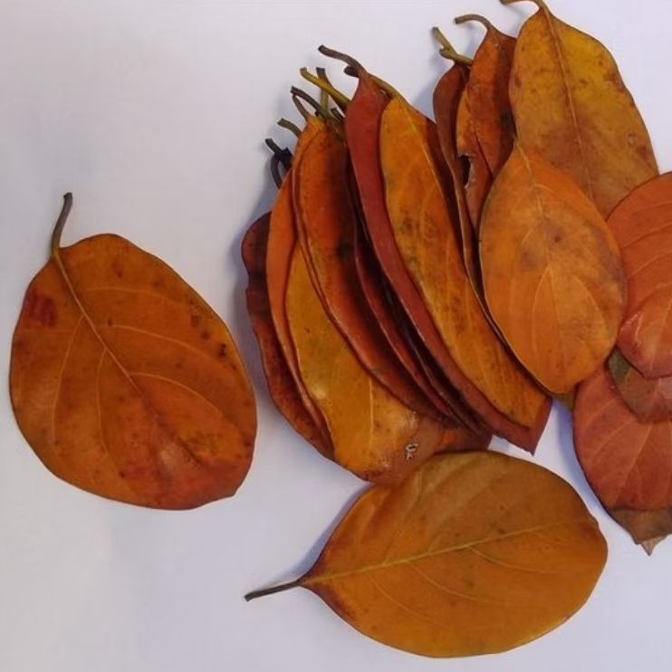 

Daun Nangka Kering per 20 lembar Menyembuhkan Berbagai Penyakit