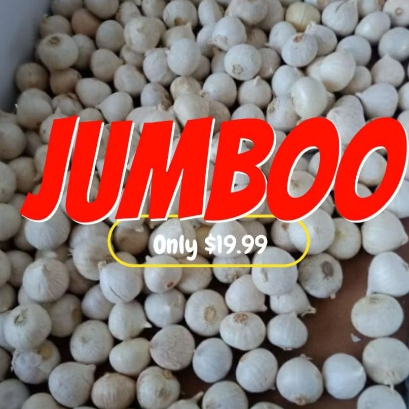 

bawang tunggal jumbo 500 gram